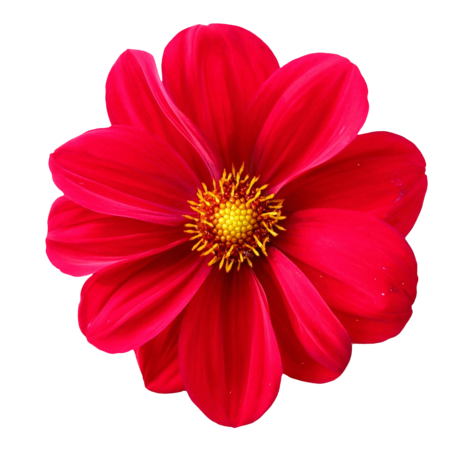 flower2